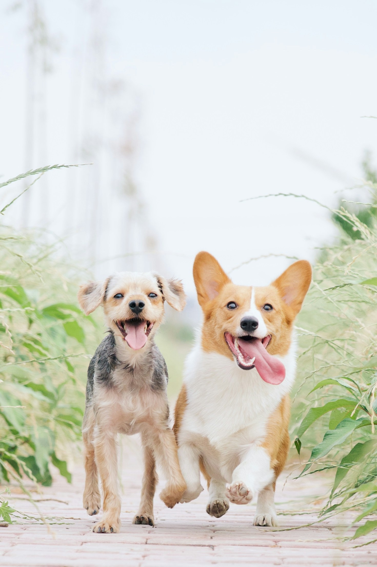 So adoptieren Sie einen Hund richtig