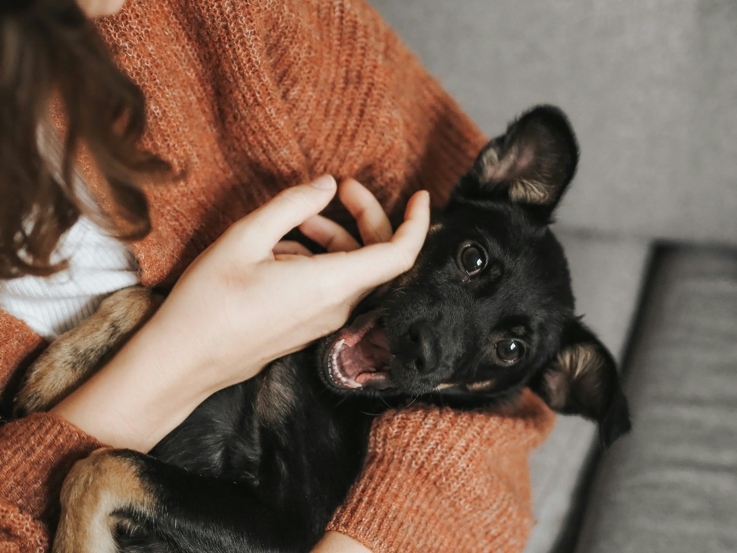 Erfolgsgeschichten unserer geretteten Hunde